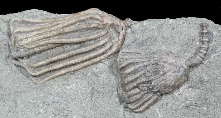 Multiple Dizygocrinus Crinoid Fossil - Warsaw Formation, Illinois #45566